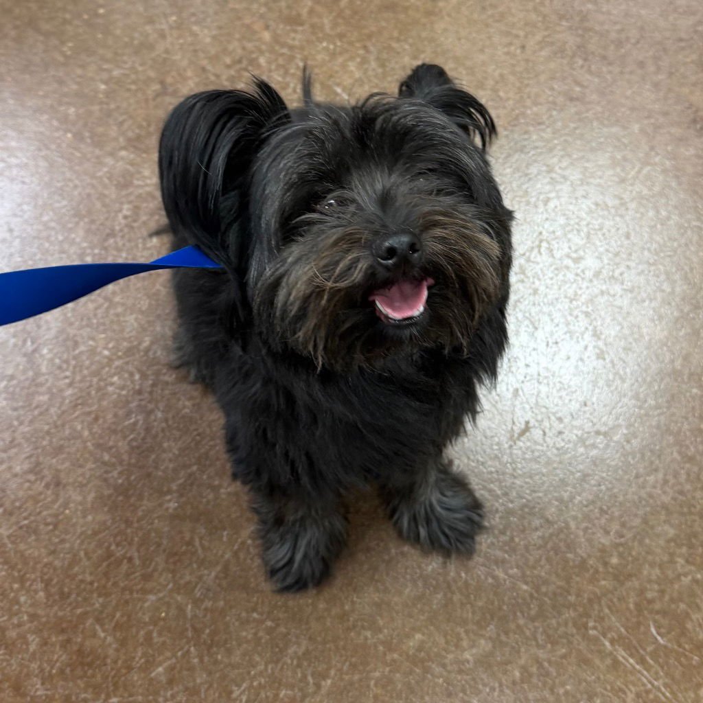 TOTO - Terrier available for adoption