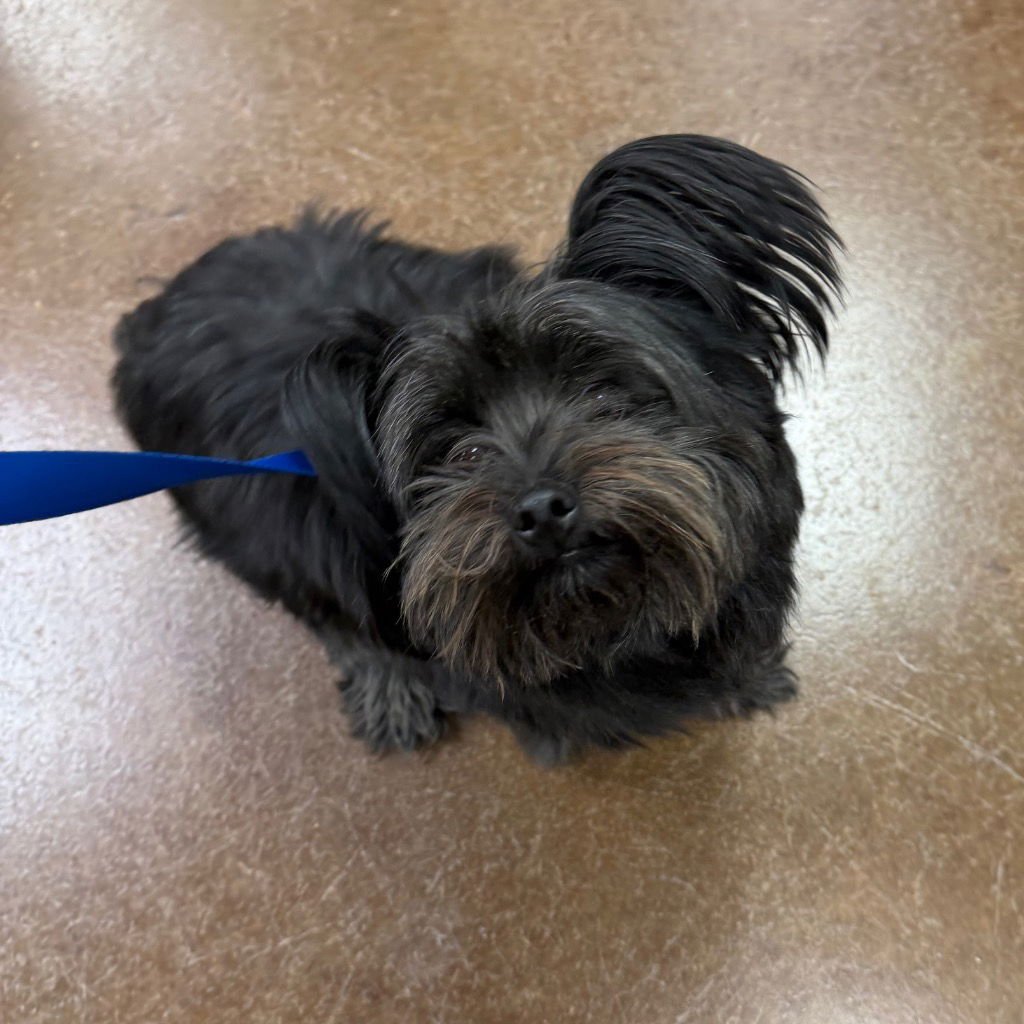 TOTO - Terrier available for adoption