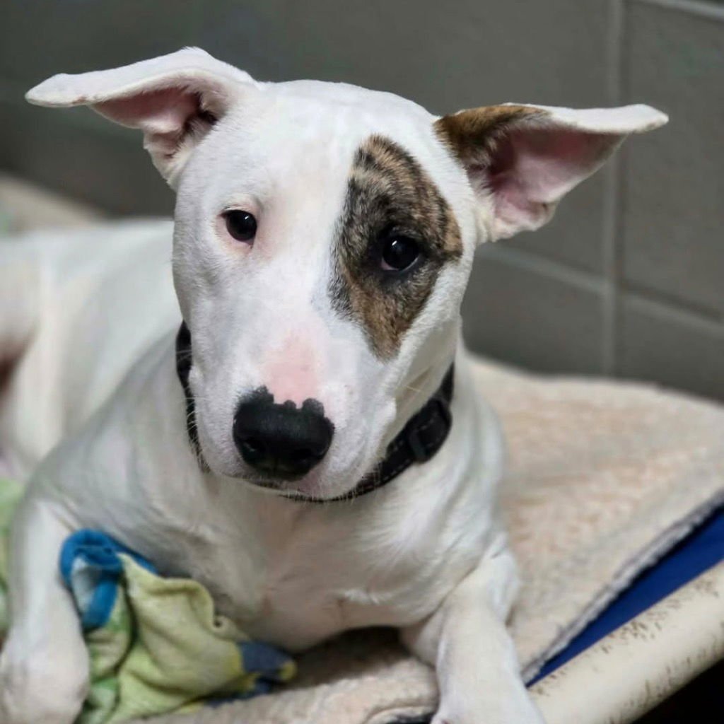 ROADY - Bull Terrier / Terrier available for adoption