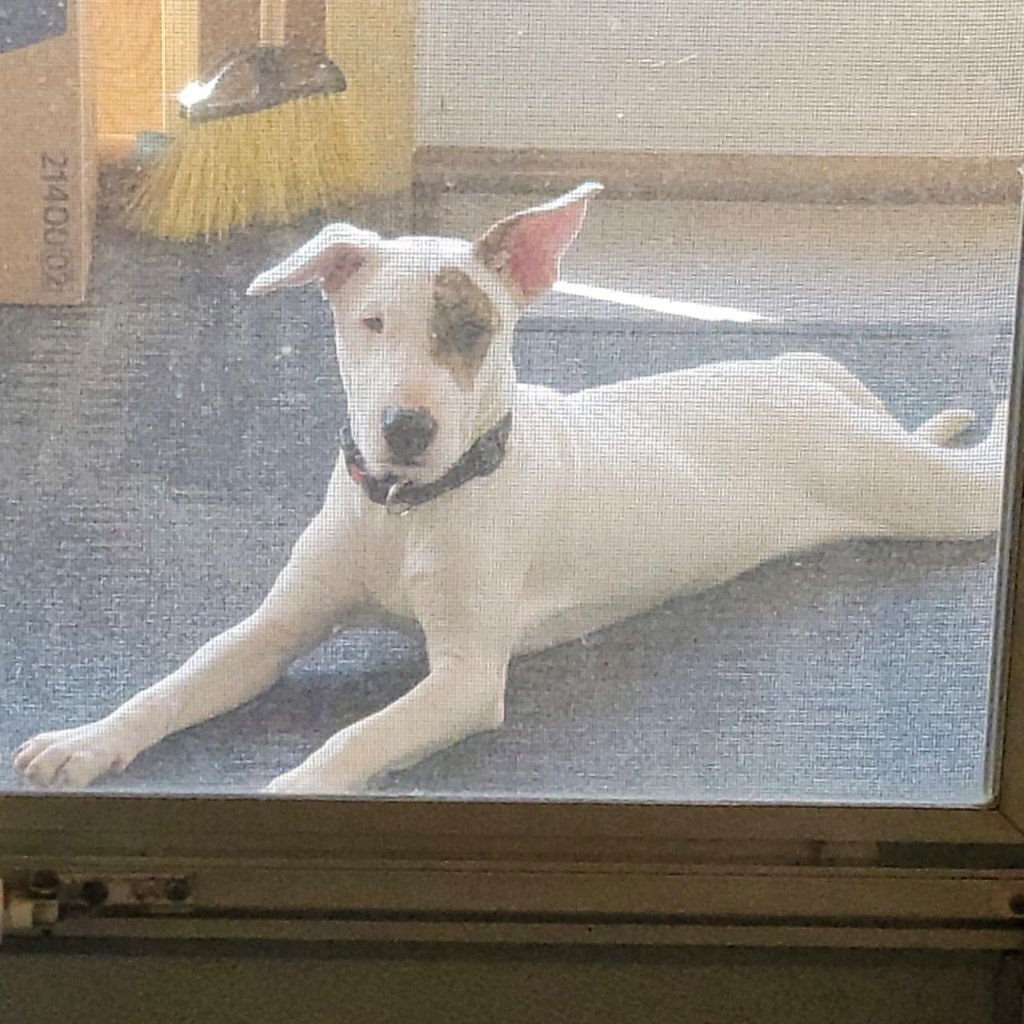 ROADY - Bull Terrier / Terrier available for adoption