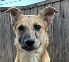 LYRA - Australian Shepherd / Terrier available for adoption