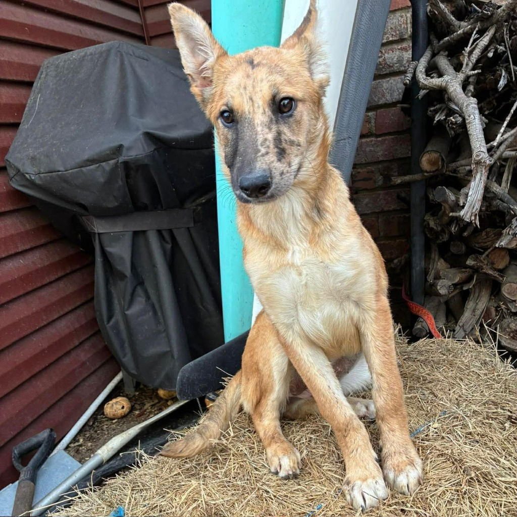 LYRA - Australian Shepherd / Terrier available for adoption
