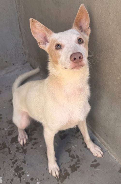 FLORA - Australian Cattle Dog/Blue Heeler / Terrier available for adoption