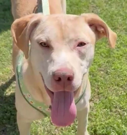 BUTTERCREAM - Retriever / Terrier available for adoption