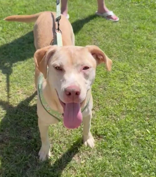BUTTERCREAM - Retriever / Terrier available for adoption