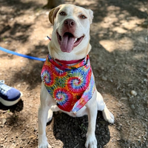 BUTTERCREAM - Retriever / Terrier available for adoption