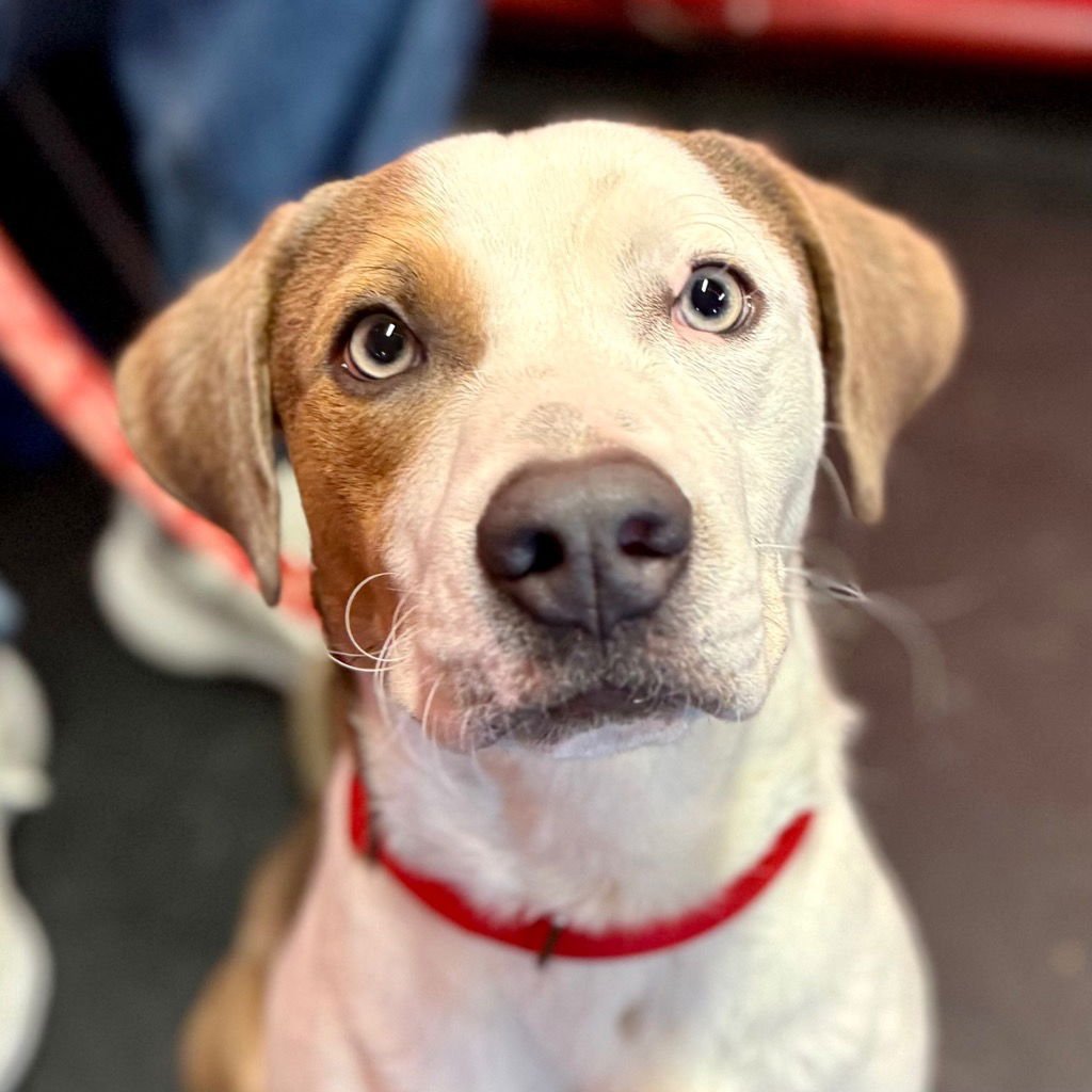 MARK - Terrier available for adoption