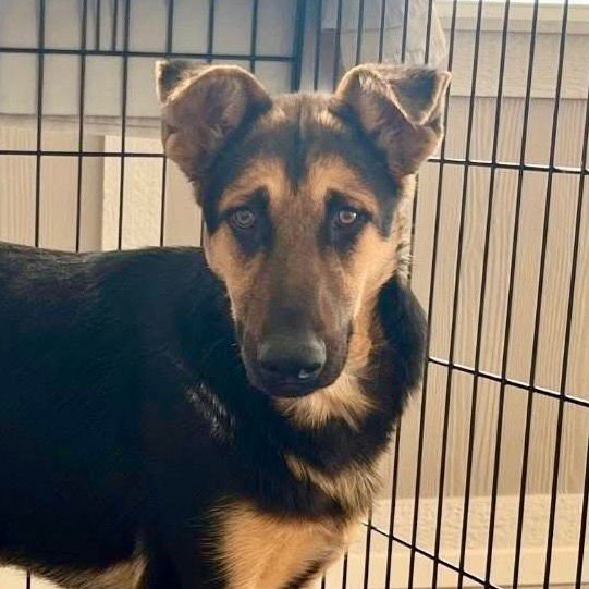 BELLA3 - German Shepherd Dog / Terrier available for adoption