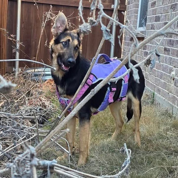 BELLA3 - German Shepherd Dog / Terrier available for adoption