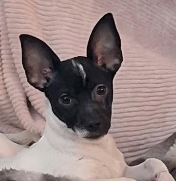 CLYDE - Chihuahua / Terrier available for adoption