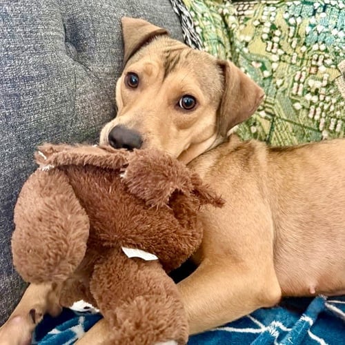 CAROLINA - Terrier / Terrier available for adoption