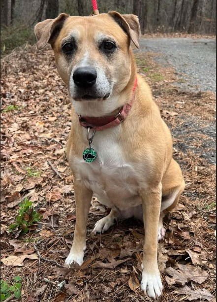 BELLA2 - Labrador Retriever / Terrier available for adoption