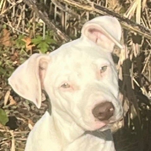 MOLLY3 - Terrier available for adoption