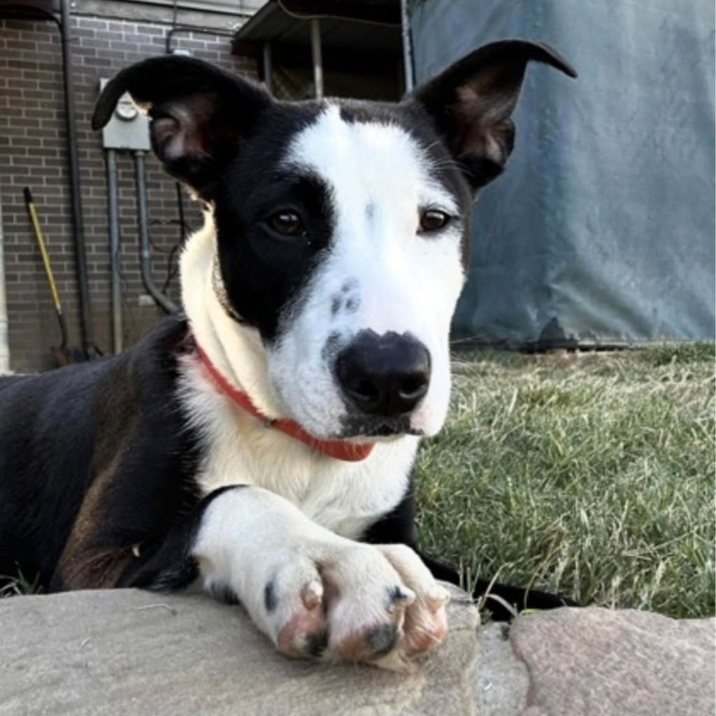 FAYE - Terrier / Terrier available for adoption