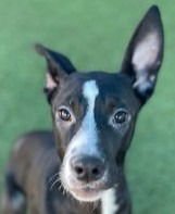 BAGEL - Terrier available for adoption