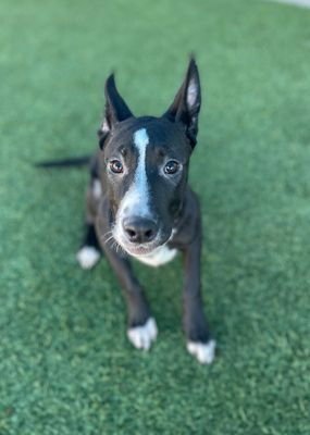 BAGEL - Terrier available for adoption