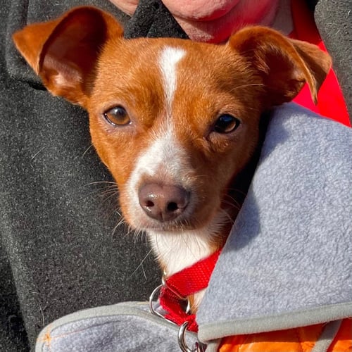 AMBER - Chihuahua / Dachshund available for adoption