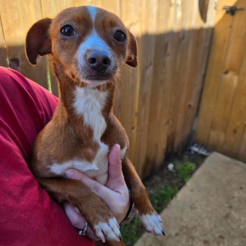 AMBER - Chihuahua / Dachshund available for adoption