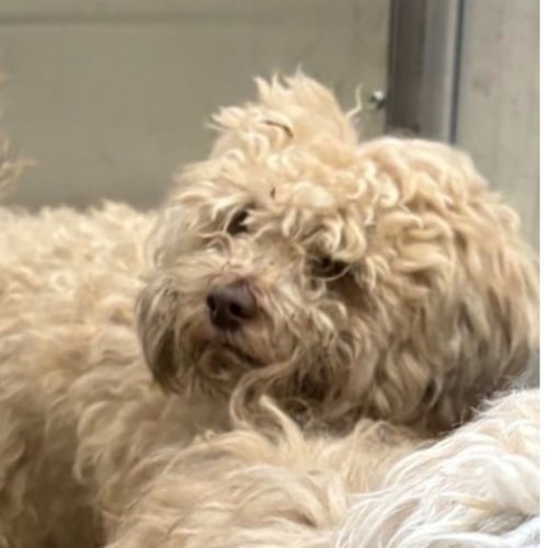 ALFIE - Havanese / Terrier available for adoption