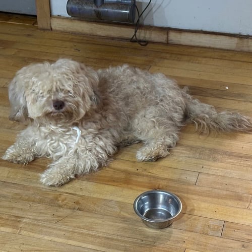 ALFIE - Havanese / Terrier available for adoption