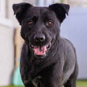 MELODY - Retriever / Terrier available for adoption