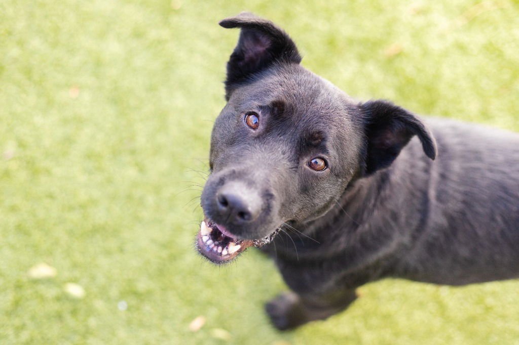 MELODY - Retriever / Terrier available for adoption