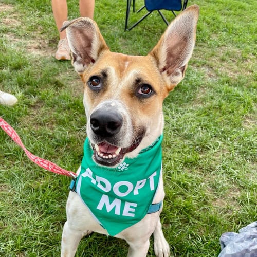 ASTON - Terrier available for adoption