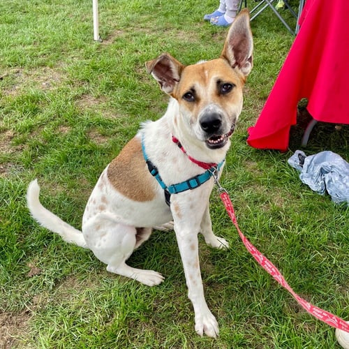 ASTON - Terrier available for adoption