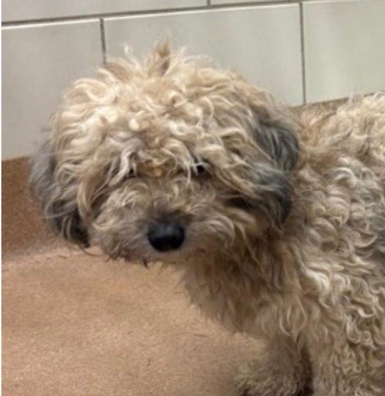 WAFFLE - Havanese / Terrier available for adoption