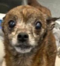 SOGUI - Chihuahua / Terrier available for adoption