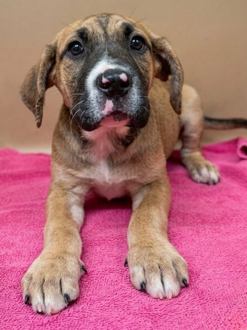 SWEET - Terrier available for adoption