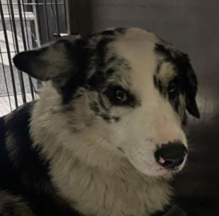 TEAK - Terrier available for adoption