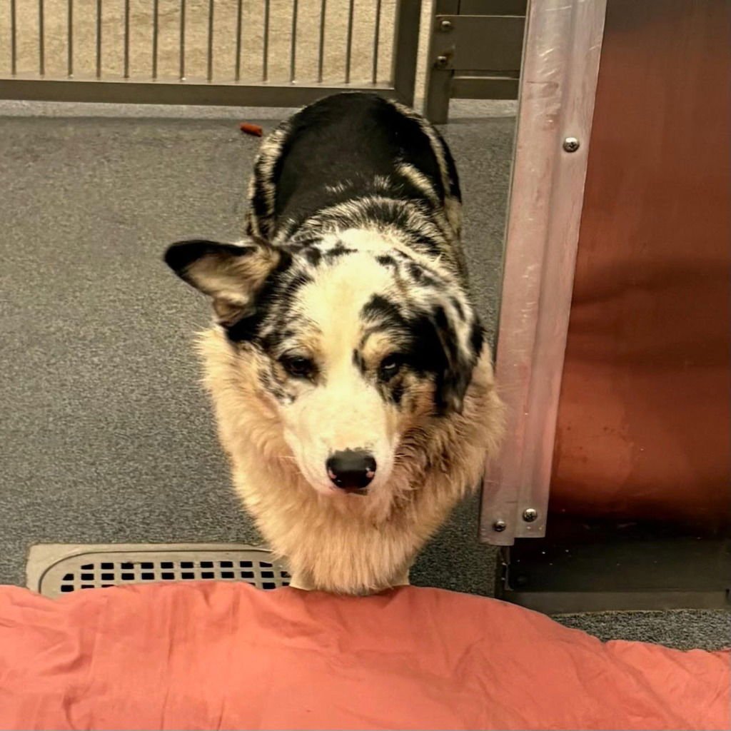 TEAK - Terrier available for adoption