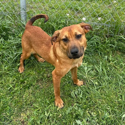 CJ - Shepherd / Terrier available for adoption