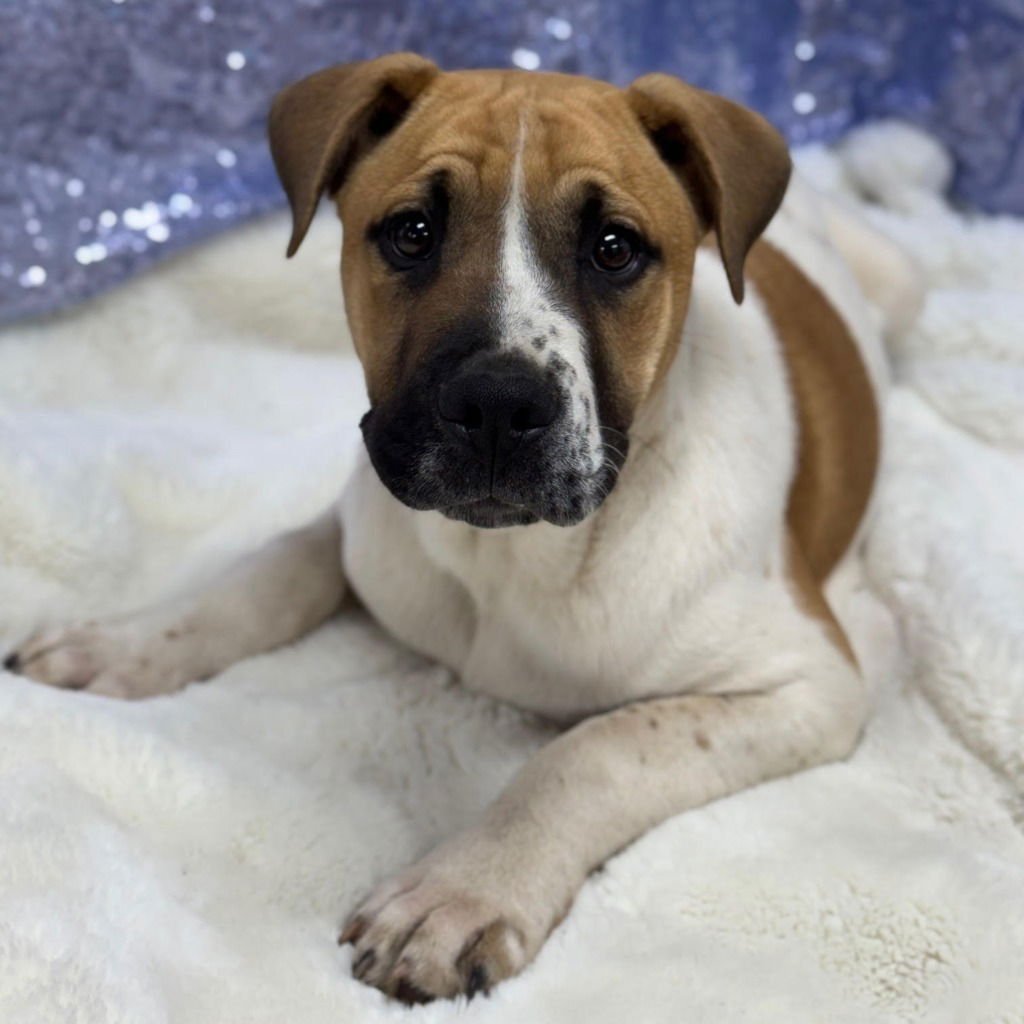 RIVER - Boxer / Terrier available for adoption