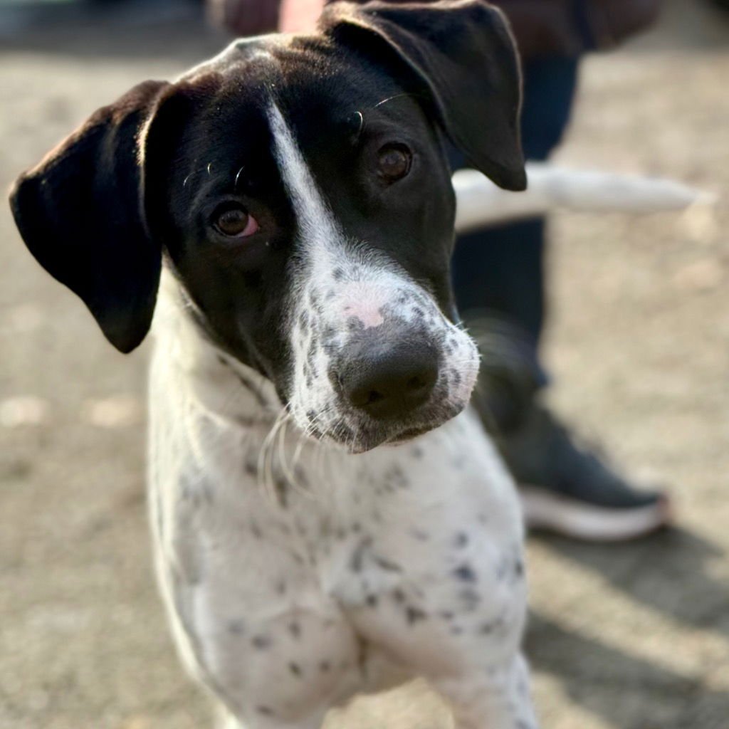 DELILAH - Hound / Terrier available for adoption