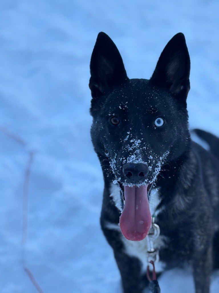 JUNIPER - Dutch Shepherd / Terrier available for adoption