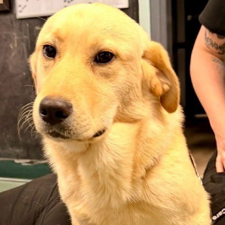 BODIE - Labrador Retriever / Terrier available for adoption