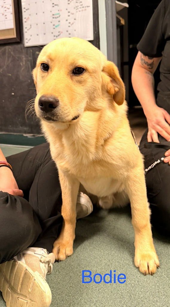 BODIE - Labrador Retriever / Terrier available for adoption