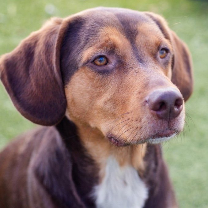 BAGEL - Labrador Retriever / Beagle available for adoption