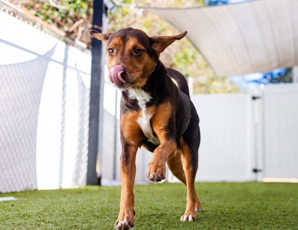 BAGEL - Labrador Retriever / Beagle available for adoption