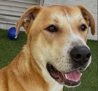 BROWNIE - Labrador Retriever / Terrier available for adoption