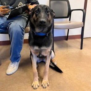 MONA - German Shepherd Dog / Terrier available for adoption