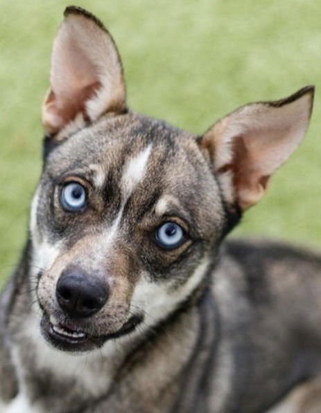 NANI - Siberian Husky / Terrier available for adoption