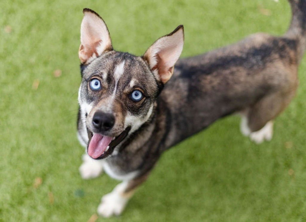 NANI - Siberian Husky / Terrier available for adoption