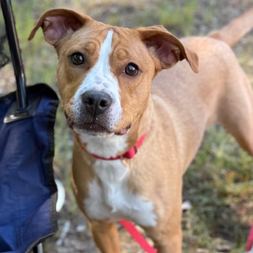 CAMILLA - Terrier / Terrier available for adoption