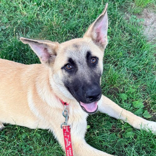 APPLE - Anatolian Shepherd / Terrier available for adoption