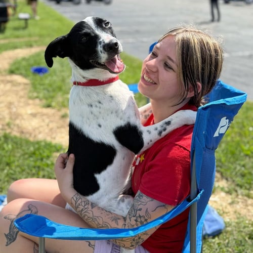 JIMINY - Labrador Retriever / Hound available for adoption