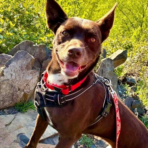 LOKI - Australian Kelpie / Terrier available for adoption