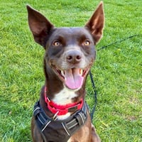 Loki - Photo 1